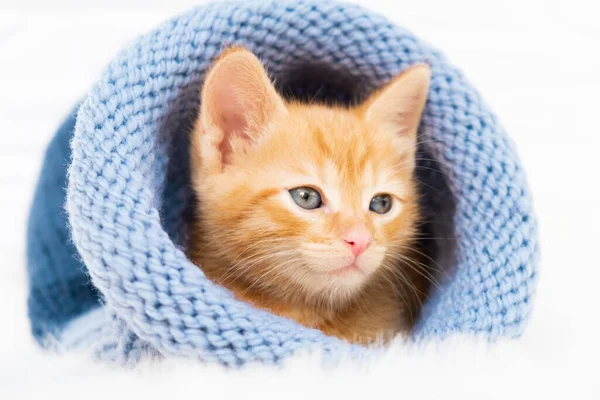 Маленький рыжий котенок-тэбби сладко греется и оглядывается вокруг в вязаной синей шляпе с копирайтом. Мягкий и уютный. Рождество, домашний комфорт и новогодние праздники, концепция Дня святого Валентина — стоковое фото