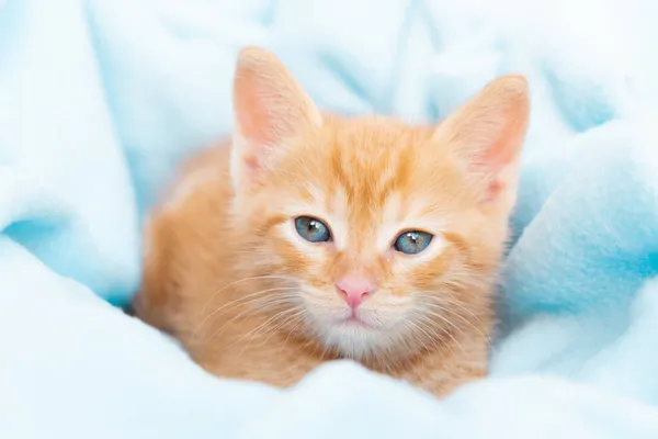 Маленький красный котенок лежит удобно в синем одеяле, смотрит в камеру. Концепция ухода за домашними животными, зимние и весенние праздники, Пасха, Рождество, Новый год, День Святого Валентина. — стоковое фото