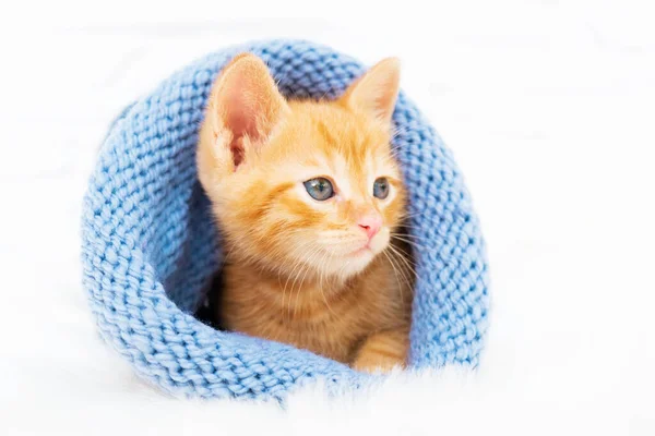 Küçük kızıl tekir kedi yavrusu tatlı tatlı güneşleniyor ve örülmüş mavi bir şapkayla fotokopi odasına bakıyor. Yumuşak ve samimi. Noel, ev konforu ve yeni yıl tatili, Sevgililer Günü konsepti — Stok fotoğraf
