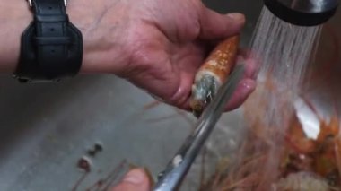 4 bin. Eller Langoustines 'ı temizler ve mutfak lavabosunda profesyonel makasla kabuklarından kaplan ya da kral karides çıkarır. Pişirmeden önce deniz ürünleri pişirme konsepti, Shrimp. Deniz ürünleri.. 