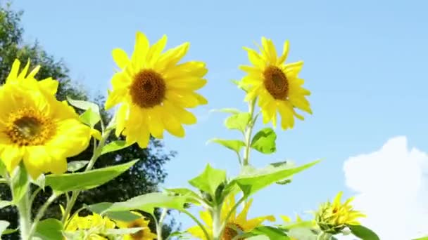 Schöne Felder mit Sonnenblumen im Sommer in den Sonnenstrahlen. Getreide, das auf dem Feld reift. Feld aus gelben Sonnenblumenblüten vor einem Hintergrund von Wolken. Eine Sonnenblume wiegt sich im Wind — Stockvideo