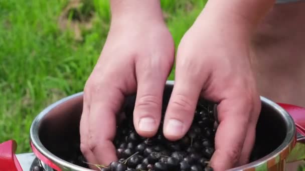 4k. Säsongsskörd av aronia. Manliga händer tar en handfull chokeberry. Handfull med chokeberry faller ner i en stålbehållare. Koncept för skörd, matlagning och trädgårdsskötsel i små företag — Stockvideo