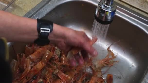 4 bin. Eller Langoustines 'ı temizler ve mutfak lavabosunda profesyonel makasla kabuklarından kaplan ya da kral karides çıkarır. Pişirmeden önce deniz ürünleri pişirme konsepti, Shrimp. Deniz ürünleri.. — Stok video