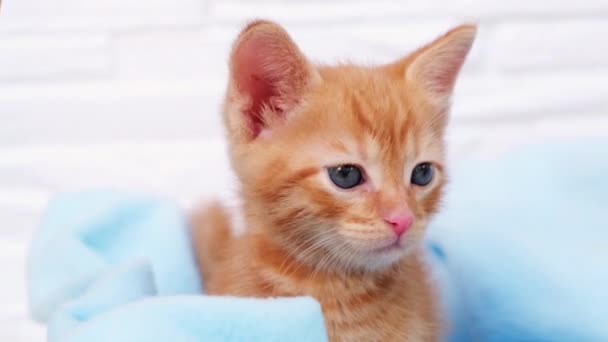 Zamknij imbir tabby ciekawy kotek siedzi w niebieskim kocu w koszyku i rozgląda się. Pojęcie zwierząt domowych — Wideo stockowe