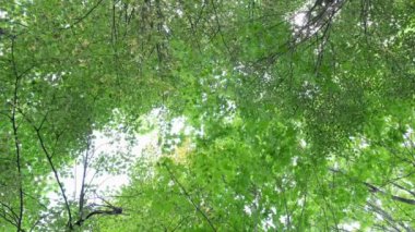 Aşağıdan gökyüzüne yeşil taç ağaçları görünüyor. Ağaçlardan oluşan yeşil taç rüzgarda gökyüzüne karşı. Aşağıdaki ağaçların arasından gökyüzüne bak. 
