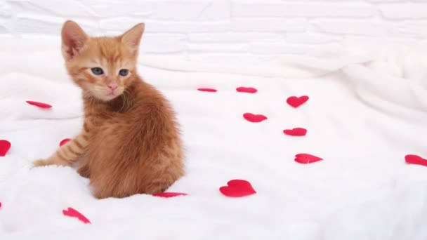 Malé červené koťátko sedí s červenými srdíčky a rozhlíží se kolem. Valentýn koncept, Láska a péče o domácí zvířata — Stock video