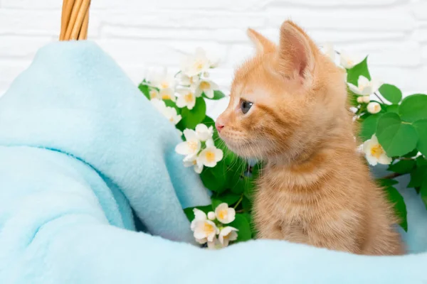 Маленький красный котенок-тэбби удобно сидит в синем одеяле с копирайтом в корзине. Концепция ухода за домашними животными, весенние праздники, Пасха — стоковое фото