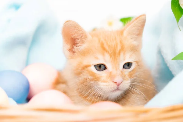 Un pequeño gatito tabby rojo yace cómodamente en una manta azul con huevos de Pascua. Concepto de cuidar mascotas, vacaciones de primavera, Pascua —  Fotos de Stock