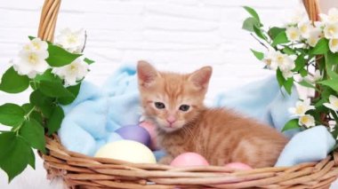 Küçük kırmızı bir tekir kedi yavrusu mavi bir battaniyenin içinde uzanıyor ve paskalya yumurtası ile etrafa bakıyor. Evcil hayvan bakımı, bahar tatili, Paskalya