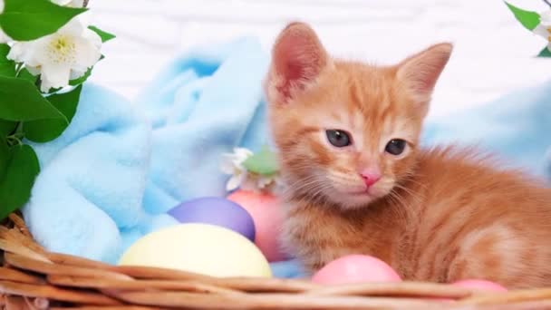 Seekor kucing tabby merah kecil berbaring dengan nyaman di selimut biru dan menjilat bibirnya dengan telur Paskah. Konsep merawat hewan peliharaan, liburan musim semi, Paskah — Stok Video