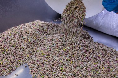 Baklava fabrikasında şam fıstığı hazırlıyorum. Tuzsuz, yeşil fıstıklı bir arka plan. Bronte, Sicilya 'lı Pistachio. 