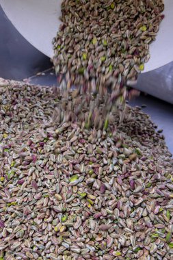 Baklava fabrikasında şam fıstığı hazırlıyorum. Tuzsuz, yeşil fıstıklı bir arka plan. Bronte, Sicilya 'lı Pistachio. 