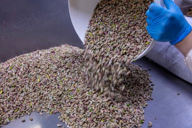Baklava fabrikasında şam fıstığı hazırlıyorum. Tuzsuz, yeşil fıstıklı bir arka plan. Bronte, Sicilya 'lı Pistachio. 