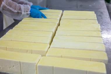 Modern fabrikada küften taze peynir alan işçi, yakın plan. Modern fabrikada peynirli küfler, yakın plan..