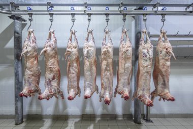 Mezbahaya nakledilmeden önce kancalarda asılı kuzu leşleri ya da soğuk oda ya da kesim. Dondurulmuş depo, donmuş kuzu leşlerinden kancalar. Helal kesiği. 