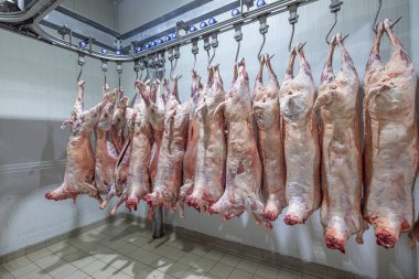 Mezbahaya nakledilmeden önce kancalarda asılı kuzu leşleri ya da soğuk oda ya da kesim. Dondurulmuş depo, donmuş kuzu leşlerinden kancalar. Helal kesiği. 