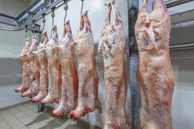 Mezbahaya nakledilmeden önce kancalarda asılı kuzu leşleri ya da soğuk oda ya da kesim. Dondurulmuş depo, donmuş kuzu leşlerinden kancalar. Helal kesiği. 