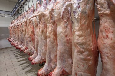 Mezbahaya nakledilmeden önce kancalarda asılı kuzu leşleri ya da soğuk oda ya da kesim. Dondurulmuş depo, donmuş kuzu leşlerinden kancalar. Helal kesiği. 