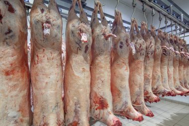 Mezbahaya nakledilmeden önce kancalarda asılı kuzu leşleri ya da soğuk oda ya da kesim. Dondurulmuş depo, donmuş kuzu leşlerinden kancalar. Helal kesiği. 