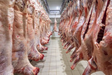 Mezbahaya nakledilmeden önce kancalarda asılı kuzu leşleri ya da soğuk oda ya da kesim. Dondurulmuş depo, donmuş kuzu leşlerinden kancalar. Helal kesiği. 