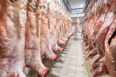 Mezbahaya nakledilmeden önce kancalarda asılı kuzu leşleri ya da soğuk oda ya da kesim. Dondurulmuş depo, donmuş kuzu leşlerinden kancalar. Helal kesiği. 