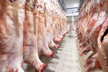 Mezbahaya nakledilmeden önce kancalarda asılı kuzu leşleri ya da soğuk oda ya da kesim. Dondurulmuş depo, donmuş kuzu leşlerinden kancalar. Helal kesiği. 