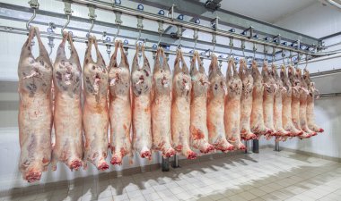 Mezbahaya nakledilmeden önce kancalarda asılı kuzu leşleri ya da soğuk oda ya da kesim. Dondurulmuş depo, donmuş kuzu leşlerinden kancalar. Helal kesiği. 