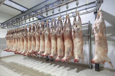 Mezbahaya nakledilmeden önce kancalarda asılı kuzu leşleri ya da soğuk oda ya da kesim. Dondurulmuş depo, donmuş kuzu leşlerinden kancalar. Helal kesiği. 