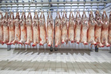 Mezbahaya nakledilmeden önce kancalarda asılı kuzu leşleri ya da soğuk oda ya da kesim. Dondurulmuş depo, donmuş kuzu leşlerinden kancalar. Helal kesiği. 