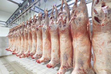Mezbahaya nakledilmeden önce kancalarda asılı kuzu leşleri ya da soğuk oda ya da kesim. Dondurulmuş depo, donmuş kuzu leşlerinden kancalar. Helal kesiği. 