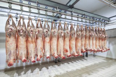 Mezbahaya nakledilmeden önce kancalarda asılı kuzu leşleri ya da soğuk oda ya da kesim. Dondurulmuş depo, donmuş kuzu leşlerinden kancalar. Helal kesiği. 