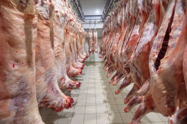 Mezbahaya nakledilmeden önce kancalarda asılı kuzu leşleri ya da soğuk oda ya da kesim. Dondurulmuş depo, donmuş kuzu leşlerinden kancalar. Helal kesiği. 