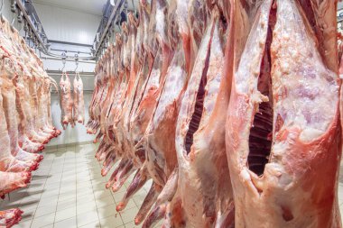 Mezbahaya nakledilmeden önce kancalarda asılı kuzu leşleri ya da soğuk oda ya da kesim. Dondurulmuş depo, donmuş kuzu leşlerinden kancalar. Helal kesiği. 