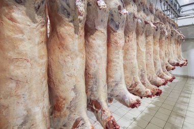 Mezbahaya nakledilmeden önce kancalarda asılı kuzu leşleri ya da soğuk oda ya da kesim. Dondurulmuş depo, donmuş kuzu leşlerinden kancalar. Helal kesiği. 