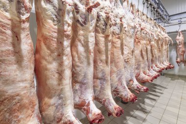Mezbahaya nakledilmeden önce kancalarda asılı kuzu leşleri ya da soğuk oda ya da kesim. Dondurulmuş depo, donmuş kuzu leşlerinden kancalar. Helal kesiği. 