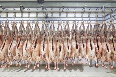 Mezbahaya nakledilmeden önce kancalarda asılı kuzu leşleri ya da soğuk oda ya da kesim. Dondurulmuş depo, donmuş kuzu leşlerinden kancalar. Helal kesiği. 