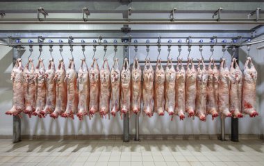 Mezbahaya nakledilmeden önce kancalarda asılı kuzu leşleri ya da soğuk oda ya da kesim. Dondurulmuş depo, donmuş kuzu leşlerinden kancalar. Helal kesiği. 