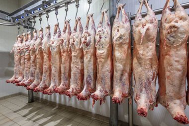 Mezbahaya nakledilmeden önce kancalarda asılı kuzu leşleri ya da soğuk oda ya da kesim. Dondurulmuş depo, donmuş kuzu leşlerinden kancalar. Helal kesiği. 