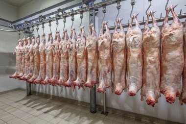 Mezbahaya nakledilmeden önce kancalarda asılı kuzu leşleri ya da soğuk oda ya da kesim. Dondurulmuş depo, donmuş kuzu leşlerinden kancalar. Helal kesiği. 