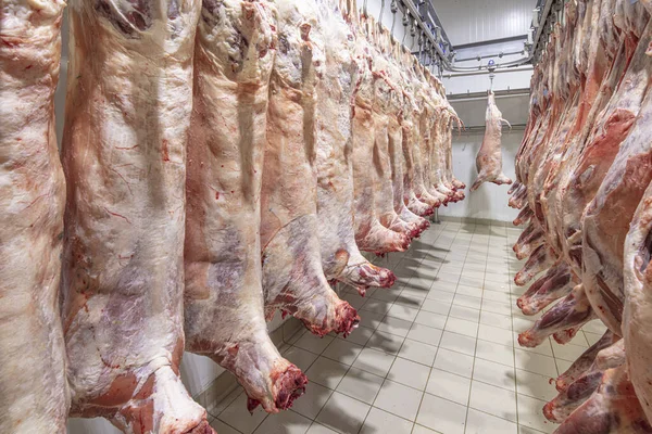 Mezbahaya nakledilmeden önce kancalarda asılı kuzu leşleri ya da soğuk oda ya da kesim. Dondurulmuş depo, donmuş kuzu leşlerinden kancalar. Helal kesiği. 