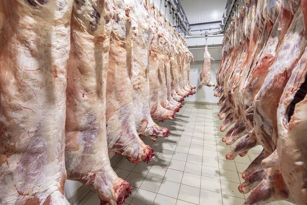 Mezbahaya nakledilmeden önce kancalarda asılı kuzu leşleri ya da soğuk oda ya da kesim. Dondurulmuş depo, donmuş kuzu leşlerinden kancalar. Helal kesiği. 