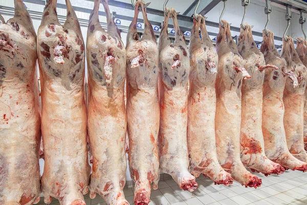 Mezbahaya nakledilmeden önce kancalarda asılı kuzu leşleri ya da soğuk oda ya da kesim. Dondurulmuş depo, donmuş kuzu leşlerinden kancalar. Helal kesiği. 