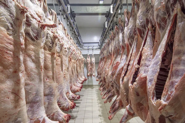 Mezbahaya nakledilmeden önce kancalarda asılı kuzu leşleri ya da soğuk oda ya da kesim. Dondurulmuş depo, donmuş kuzu leşlerinden kancalar. Helal kesiği. 