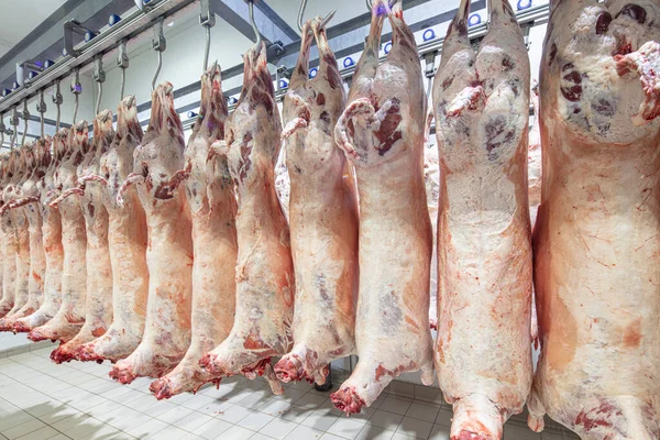 Mezbahaya nakledilmeden önce kancalarda asılı kuzu leşleri ya da soğuk oda ya da kesim. Dondurulmuş depo, donmuş kuzu leşlerinden kancalar. Helal kesiği. 