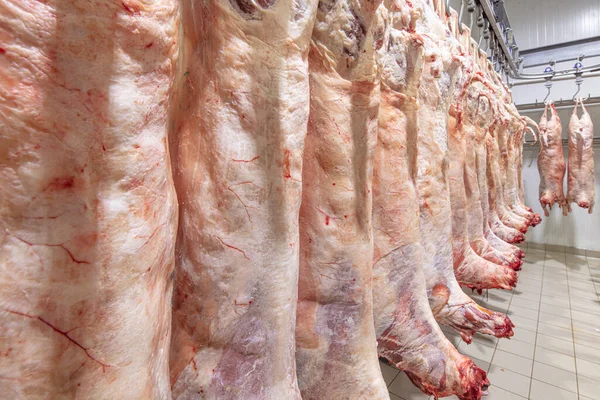 Mezbahaya nakledilmeden önce kancalarda asılı kuzu leşleri ya da soğuk oda ya da kesim. Dondurulmuş depo, donmuş kuzu leşlerinden kancalar. Helal kesiği. 