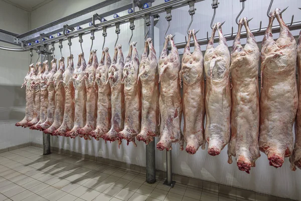 Mezbahaya nakledilmeden önce kancalarda asılı kuzu leşleri ya da soğuk oda ya da kesim. Dondurulmuş depo, donmuş kuzu leşlerinden kancalar. Helal kesiği. 