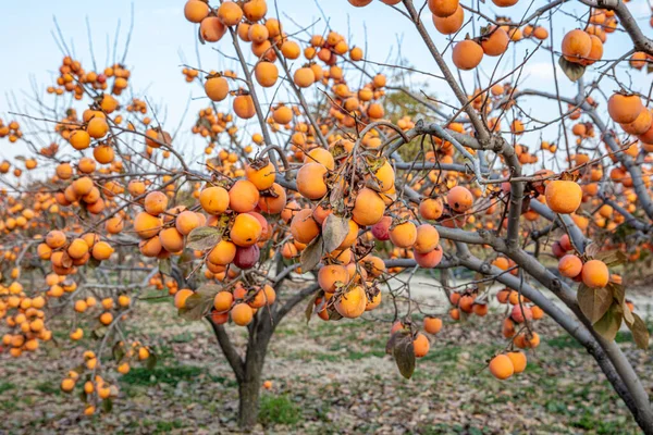 Orientalny Persimmon Diospyros Kaki Owoc Późną Jesienią Diospyros Kaki Odmiany — Zdjęcie stockowe