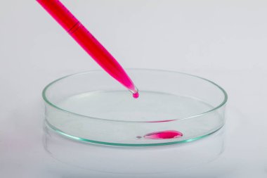 Kırmızı biyolojik analiz çözeltisiyle petri kabının üzerine kırmızı sıvı damlatılan laboratuvar pipeti bir bilim araştırma laboratuvarında biyoteknoloji deneyi için enfekte olmuş bakteriler tarafından kirletilmiş..