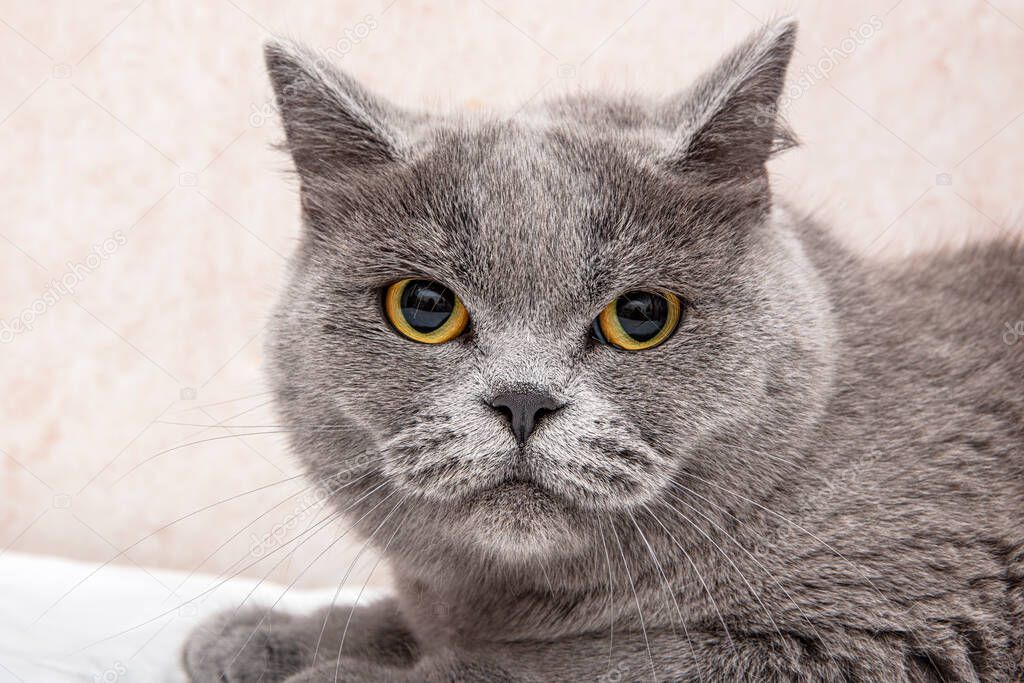 British Shorthair cat lies on the white table.British cat, kitten blue. 