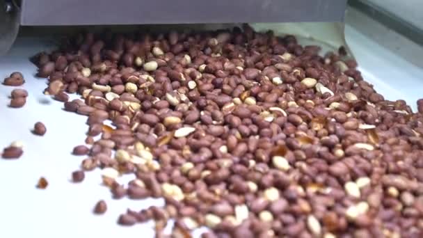 Kacang Panggang Operasi Penyortiran Pabrik Kacang Saluran Produksi Pengemasan Kacang — Stok Video